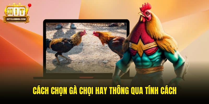 Mách Bạn Cách Chọn Gà Chọi Hay Tại Thương Hiệu Hitclub 6 Cách chọn gà chọi hay thông qua tính cách
