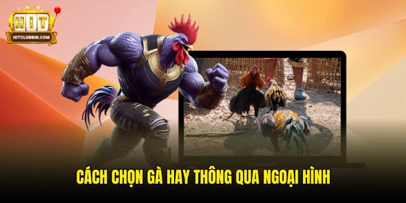 Mách Bạn Cách Chọn Gà Chọi Hay Tại Thương Hiệu Hitclub 5 Cách chọn gà hay thông qua ngoại hình