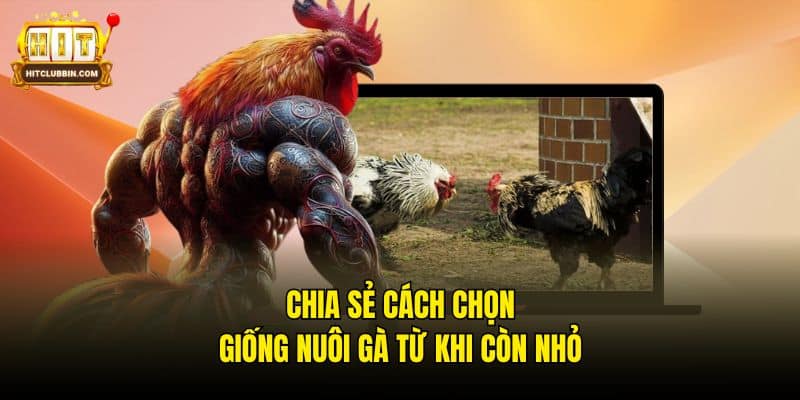 Mách Bạn Cách Chọn Gà Chọi Hay Tại Thương Hiệu Hitclub 7 Chia sẻ cách chọn giống nuôi gà từ khi còn nhỏ