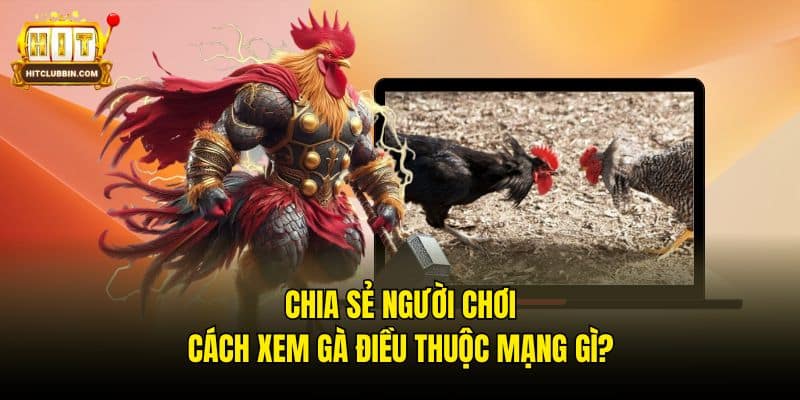Chia Sẻ Người Chơi Cách Xem Gà Điều Thuộc Mạng Gì? 7 Gà điều thuộc mạng gì