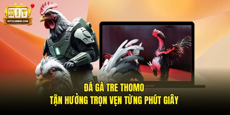 Đá Gà Tre Thomo - Tận Hưởng Trọn Vẹn Từng Phút Giây 4 Đá gà tre Thomo