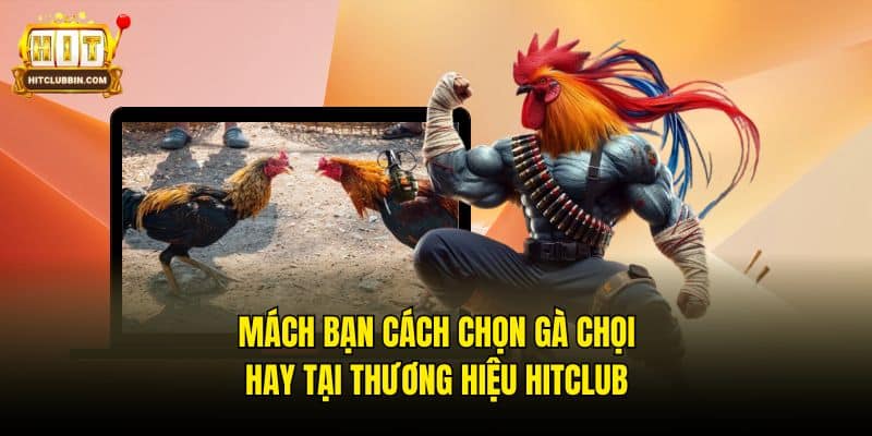 Mách Bạn Cách Chọn Gà Chọi Hay Tại Thương Hiệu Hitclub 6 cách chọn gà chọi hay