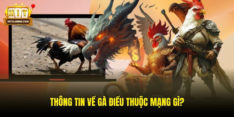 Chia Sẻ Người Chơi Cách Xem Gà Điều Thuộc Mạng Gì? 5 Thông tin về gà điều thuộc mạng gì?